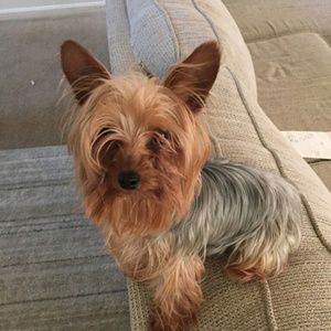 Meet your Posher, Nicole